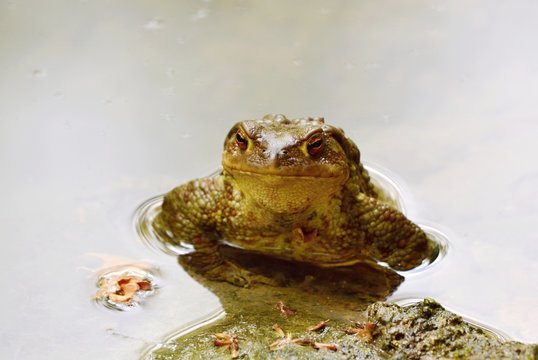 Common Toad standing in the water