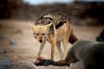 Jackal eating front view