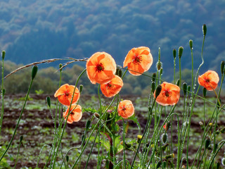poppy field of red poppies