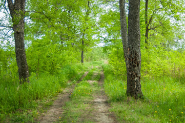 Road in the forest