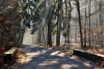 Forest road on a winter morning