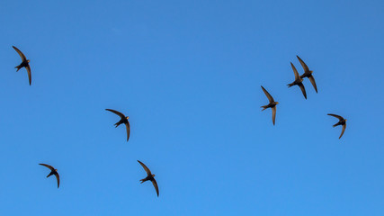 A flock of  flying black swifts. Common Swift (Apus apus).