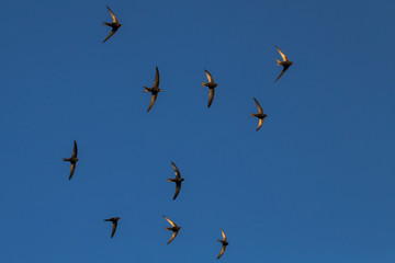 A flock of  flying black swifts. Common Swift (Apus apus).