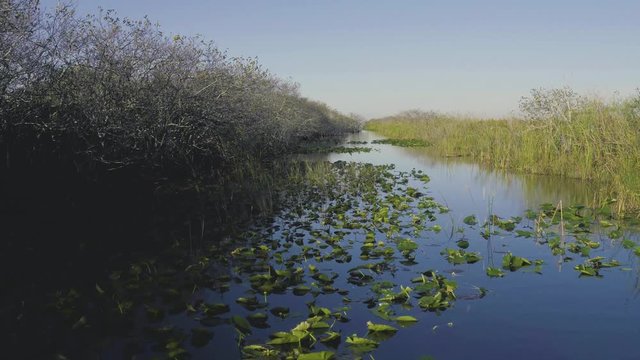POV from an airboat going slowly through the Everglades National Park in Florida