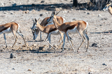 Closeup of a herd of Impalas - Aepyceros melampus- grazing on the plains of Etosha National Park, Namibia.