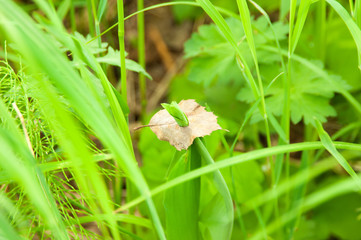 Grass and leaf