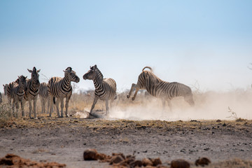 Fototapeta na wymiar Zebra fight