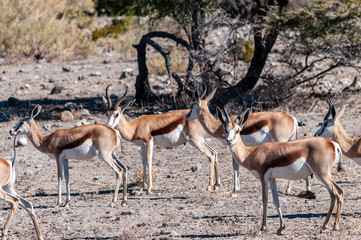 Closeup of a herd of Impalas - Aepyceros melampus- grazing on the plains of Etosha National Park, Namibia.
