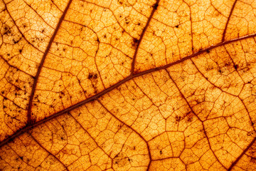 Colored Abstract autumn background. Beautiful leaves texture.Detail of leaf textured.