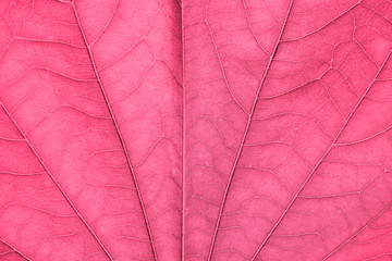 Colored Abstract autumn background. Beautiful leaves texture.Detail of leaf textured.