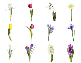Collage with beautiful spring flowers on white background.