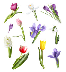 Obraz premium Collage with beautiful spring flowers on white background.