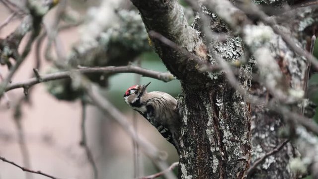 Woodpecker close up top view over trunk profile