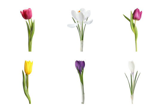 Collage with beautiful spring flowers on white background.