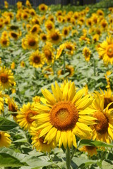 Naklejka premium ヒマワリ1