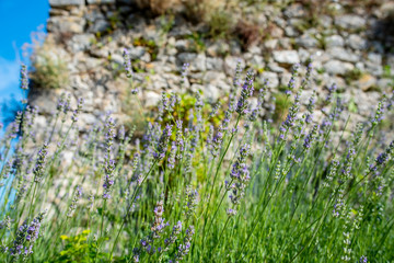 Obraz premium Wiese mit Lavendelblüten