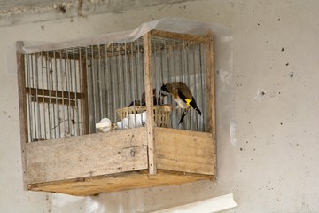 Caged Goldfinches fed by a parent
