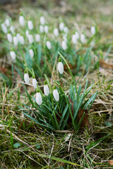 Spring snowdrops in the meadow