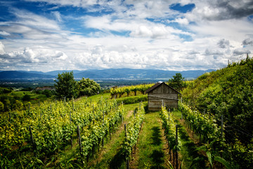vineyard with vines in the Kaiserstuhl with vineyard house and view of the panorama of the Black...