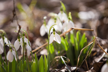 Spring snowdrops in the forrest