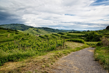 Fototapeta na wymiar Path through the vineyards with vines in the Kaiserstuhl with the vineyard terraces