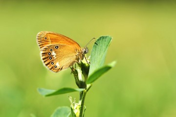 Chestnut Heath on a sunny day
