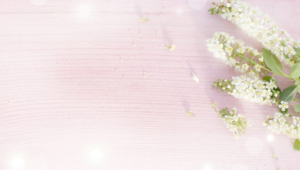 Spring flowers composition on the wooden background.Top view bird cherry branch on a wooden surface. Copy space.