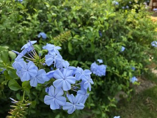  Plumbago auriculata Lam