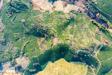 Aerial view shot of green tea plantation