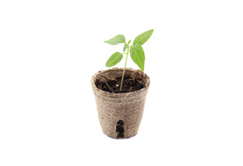 Fototapeta na wymiar Young plant in pot isolated on white