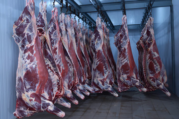 At the slaughterhouse. Carcasses raw meat beef hooked in the freezer