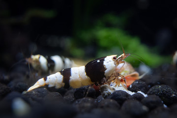 Black crystal shrimp standing on top of black aquarium soil in freshwater caridina aquarium