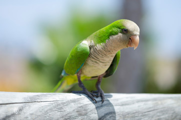 Papagei auf Fuerteventura