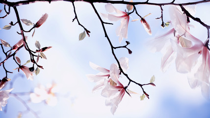 Blooming magnolia flowers. Tender beautiful flowers on a natural spring garden background. art photo. Floral background.