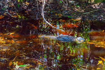 Snout and eyes of an alligator swimming in calm water with reflections of trees at the Okefenokee Swamp Park.