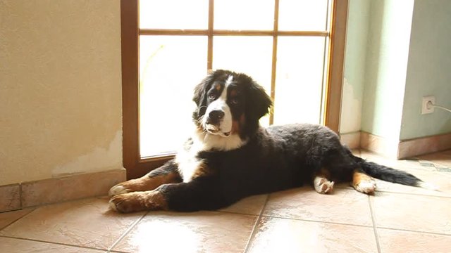 Cute bernese mountain dog playing