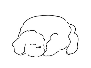 Toy poodle drawn with pen
