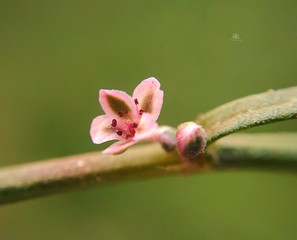 bud of pink flower