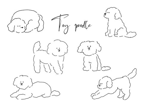 Miniature hotsell poodle drawing