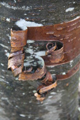 Cicatrization healing of a tree trunk