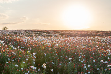 Beautiful poppy field at sunset