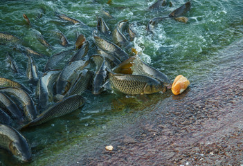 Carps coming out of the water.