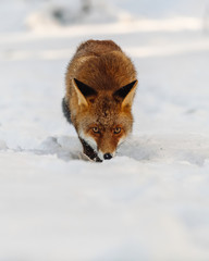 Portrait of a red fox in the snow with yellow expressive eyes