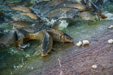 Carps coming out of the water.
