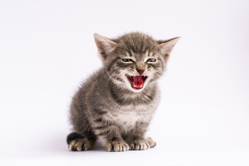 grey little cat on white background. Portrait of a little kitten.