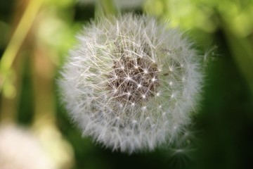  dandelion close-up