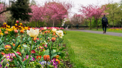 Selective focus on a bloomed yellow tulip in a flowerbed from a park with a blurred man silhouette walking on an alley towards pink cherry blossom trees. Spring day in Dublin, Ireland.