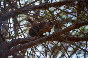 Squirrel in a city park