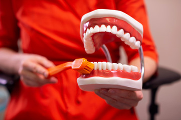 Fototapeta na wymiar Denstist showing proper tooth-brushing on teeth model dentures. Dental health and hygiene.