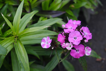紫色の小さな野花